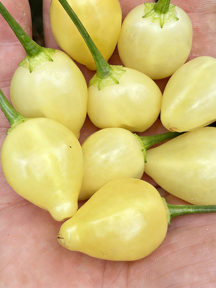 Seven-Colored Pickling Pepper
