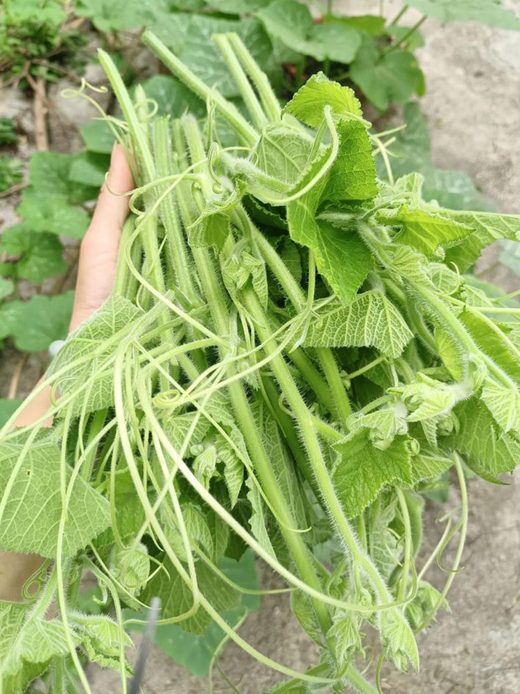 Tasty Pumpkin Shoots