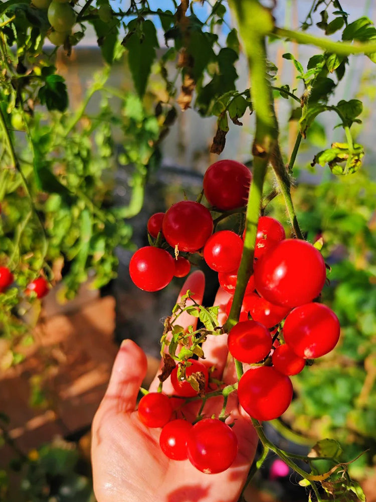 Hanging Tomato