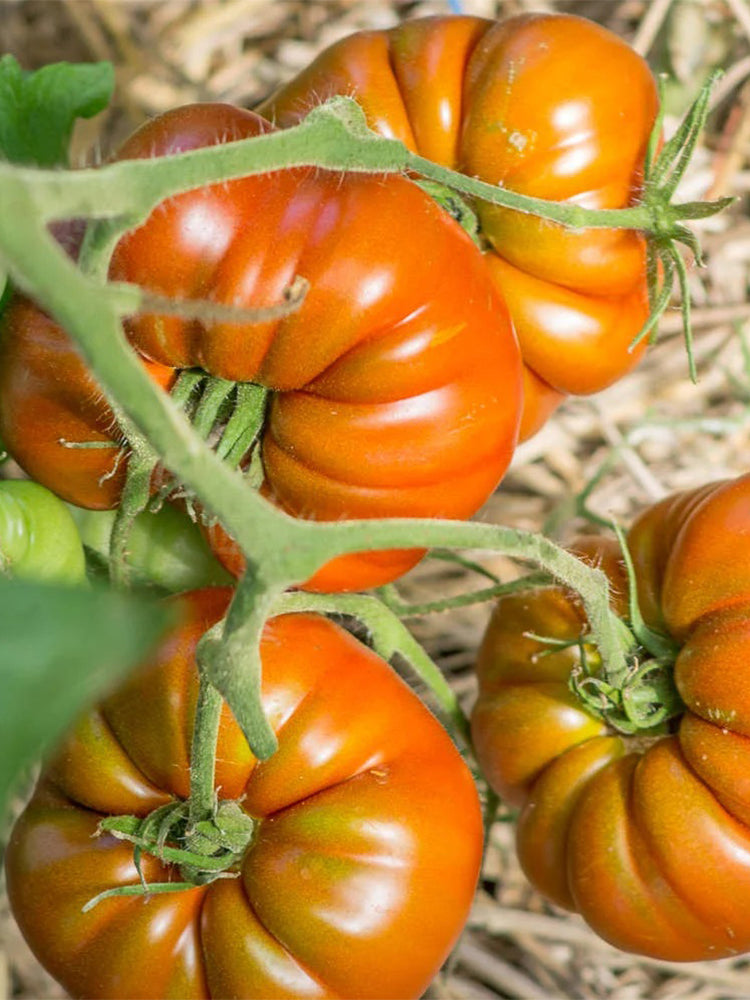 847 Turk's Potato Leaf Tomato