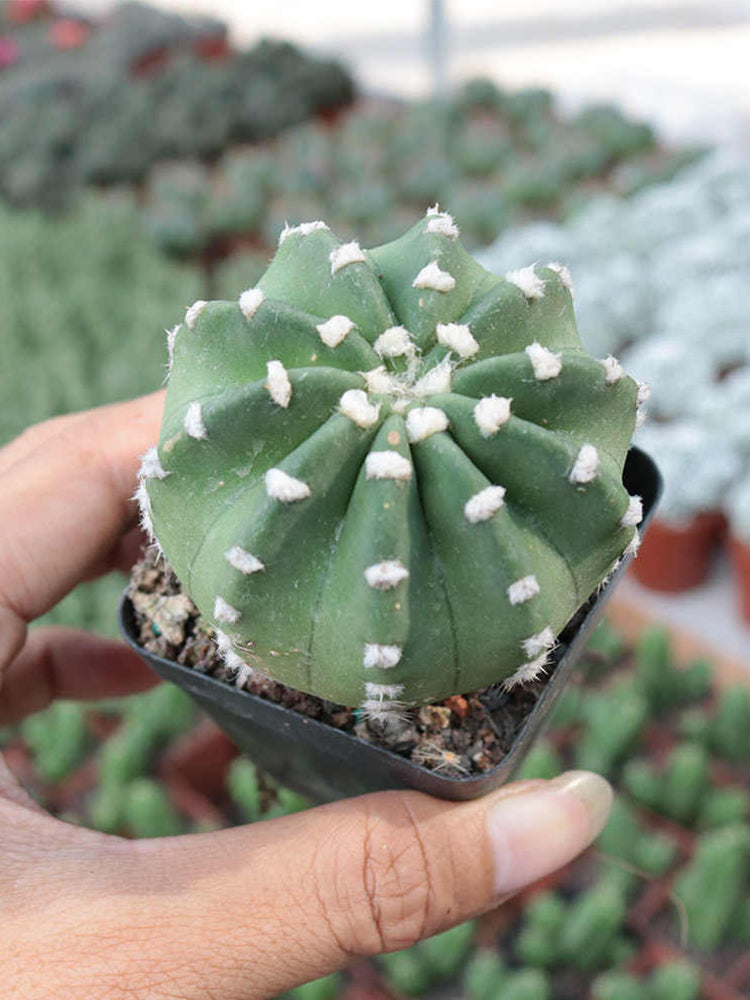 Echinopsis eyriesii Live Cactus