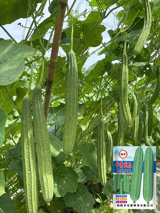 Huaxiu Sponge Gourd