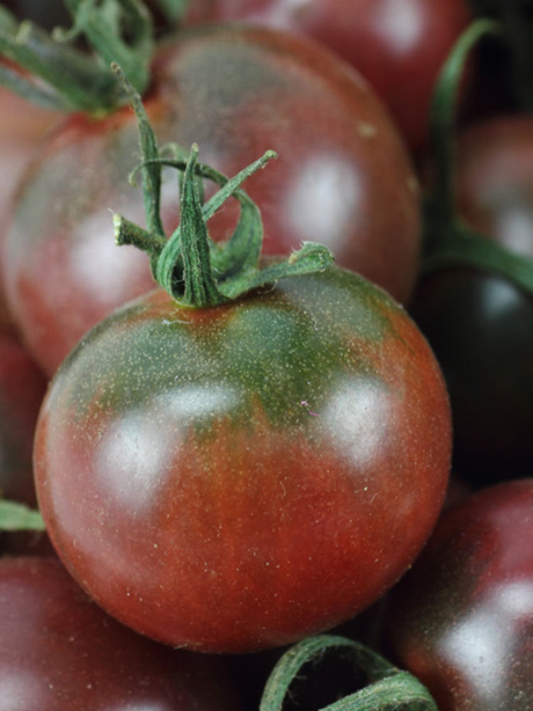 'Coffee Strawberry' Tomato