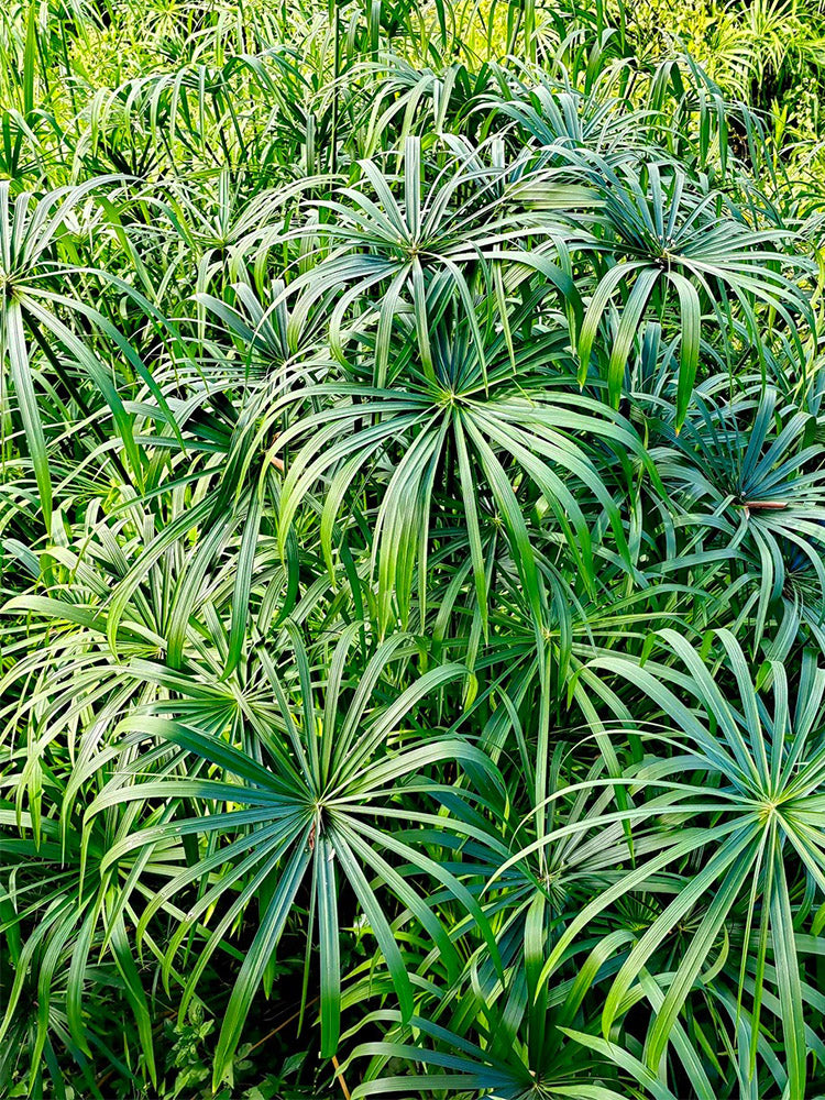 Umbrella Sedge