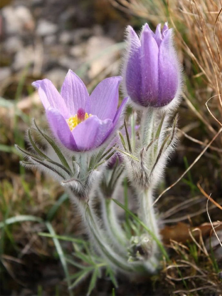 Pulsatilla chinensis