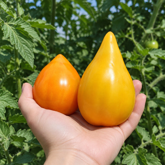 162 Almaty Orange Heart Tomato