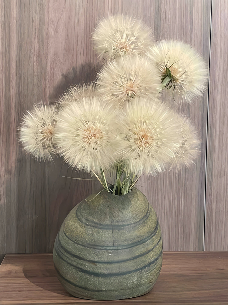 Giant Dandelion (Tragopogon orientalis)
