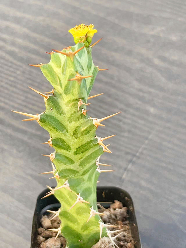 Euphorbia virosa