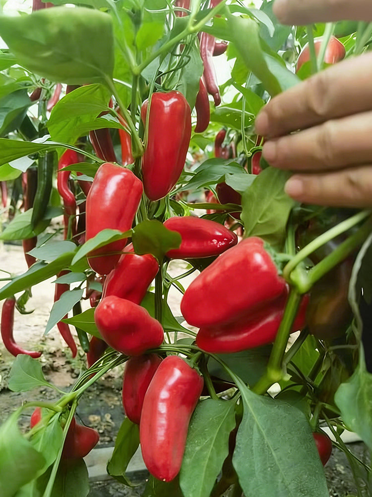 Mini Red Sweet Pepper
