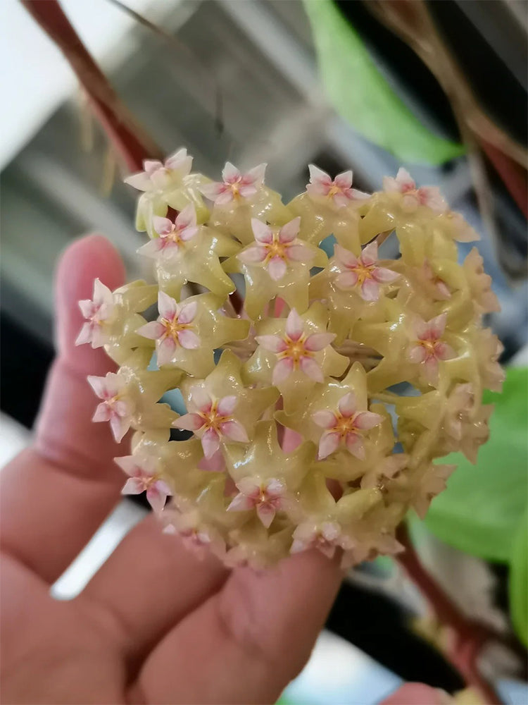 Hoya balaensis Unrooted Stem Cuttings