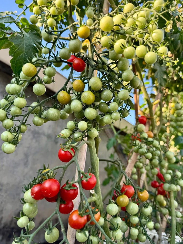 Sweet Aperitif Tomato