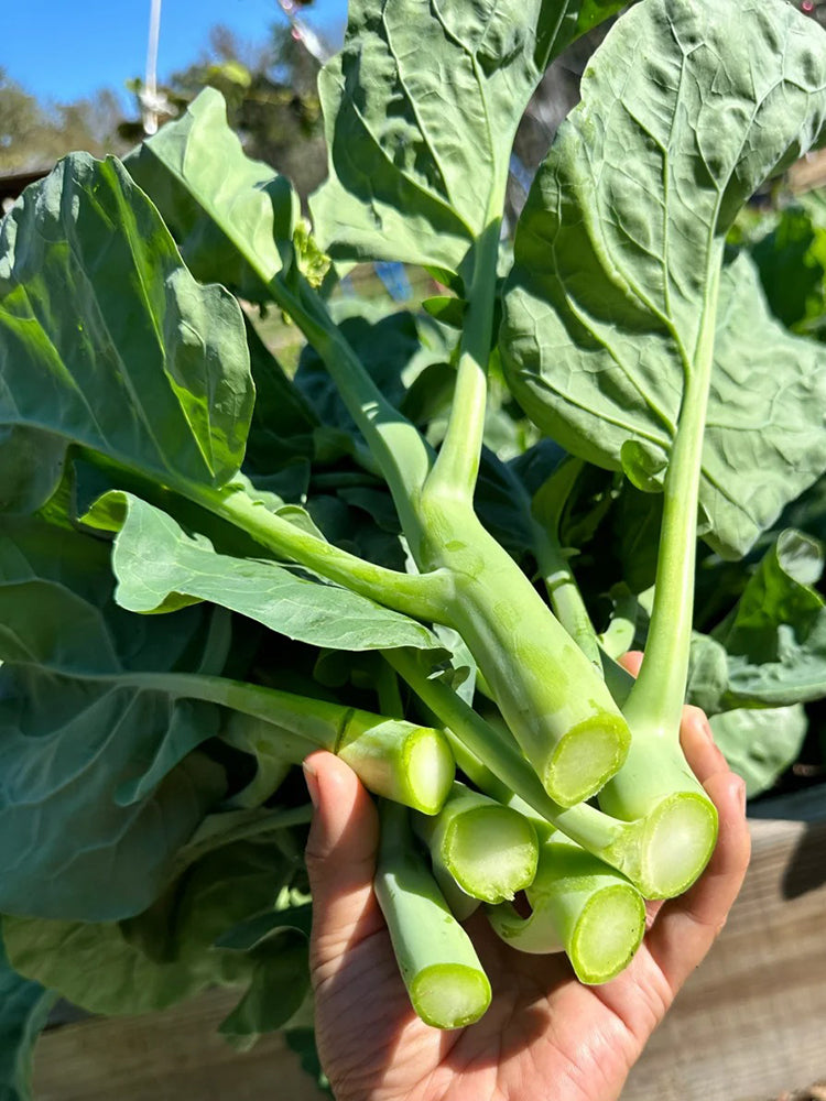 Nongyan Yellow-Flowered Chinese Kale