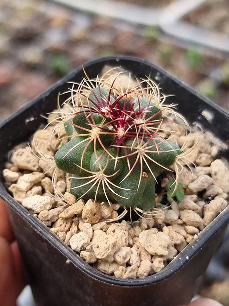 Thelocactus bicolor