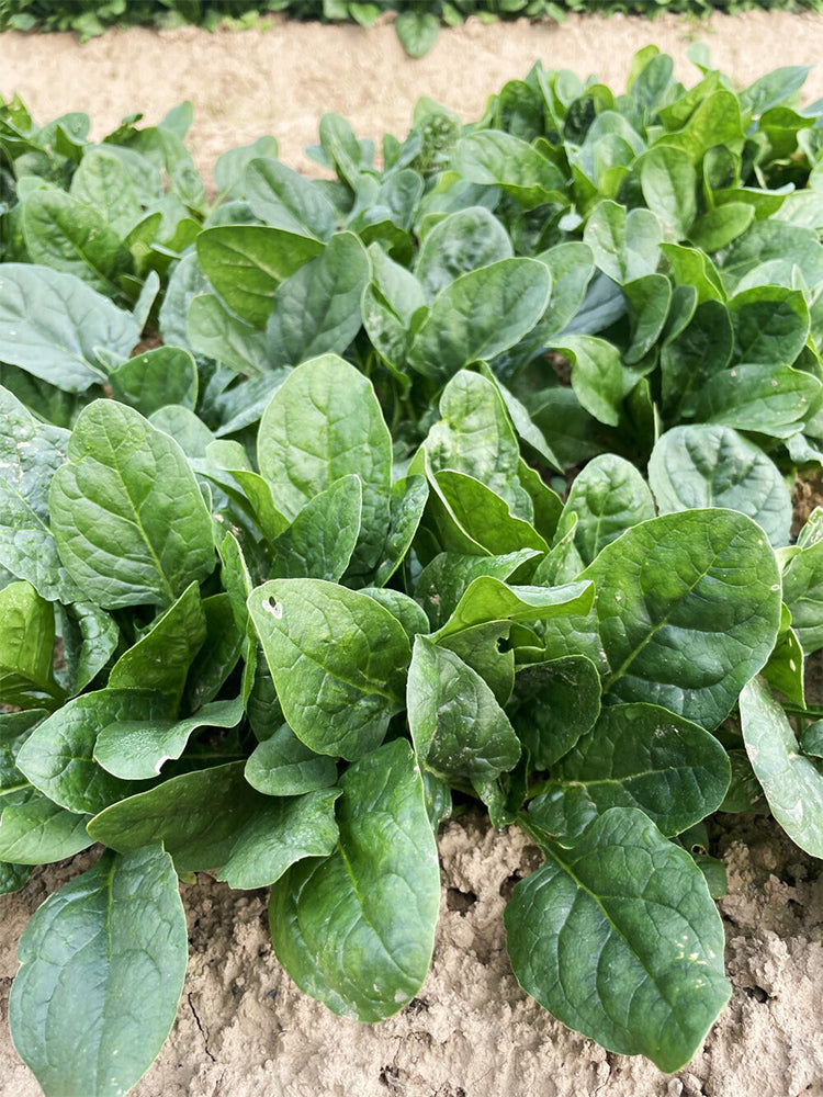 Shengdanbo 3108 Prostrate Spinach