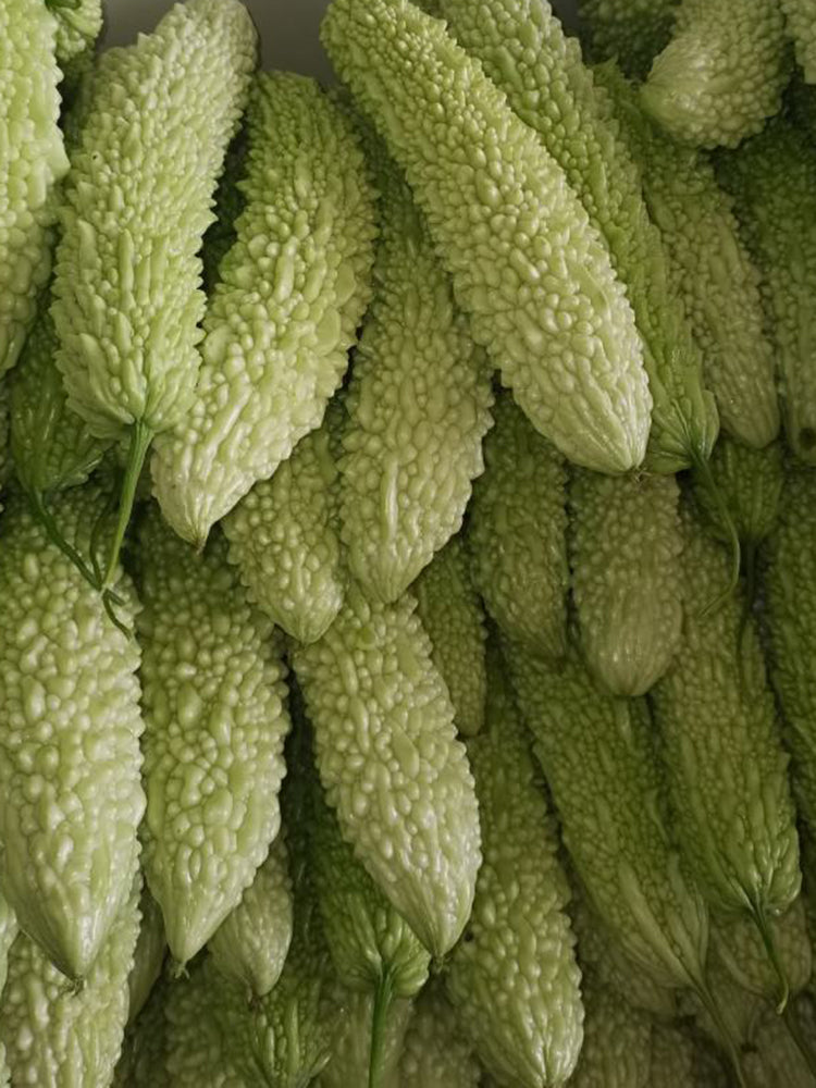 Jiemei 15 Bitter Gourd