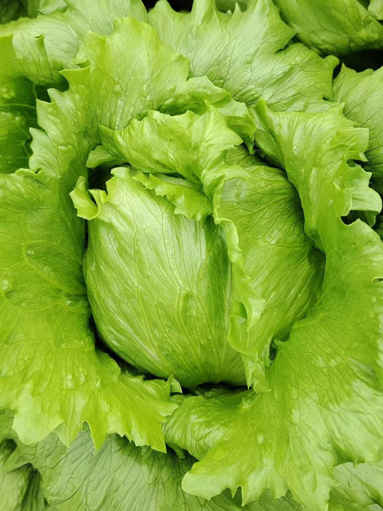 Green Ball Lettuce