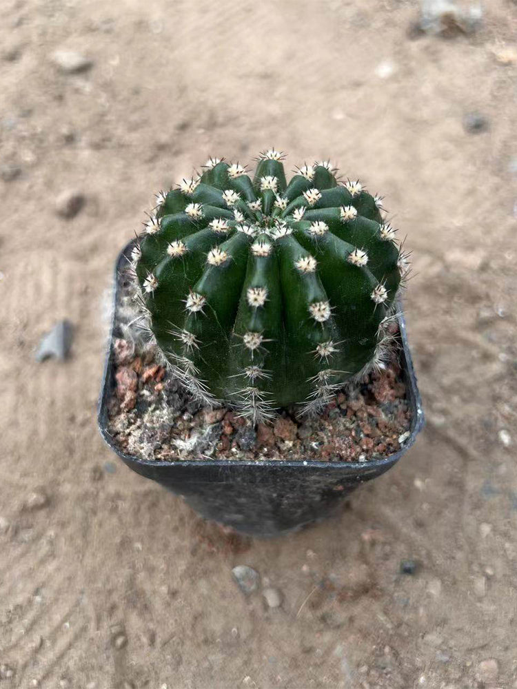 Echinopsis hybrid 'Nongtaojin'
