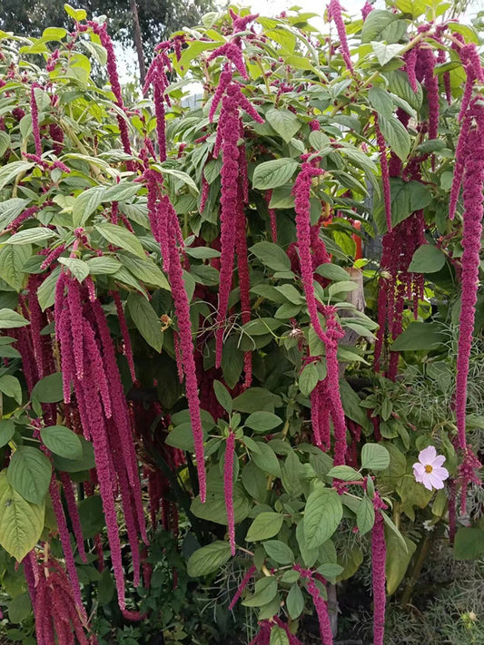 Red Love-Lies-Bleeding