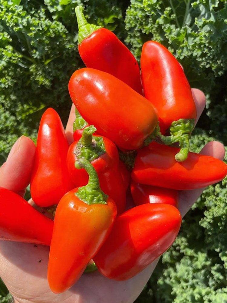 Mini Red Sweet Pepper