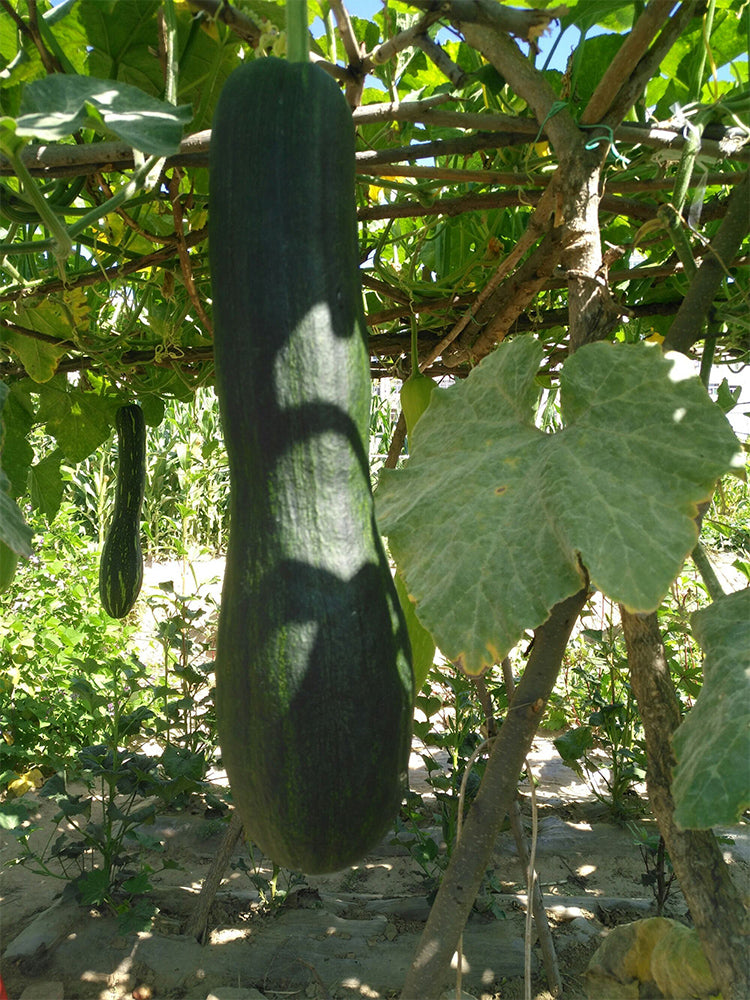 Giant Kan Gua Squash