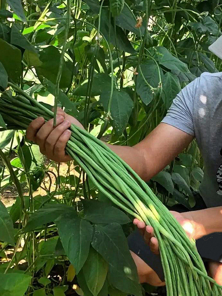 Continuously Harvestable Yardlong Beans