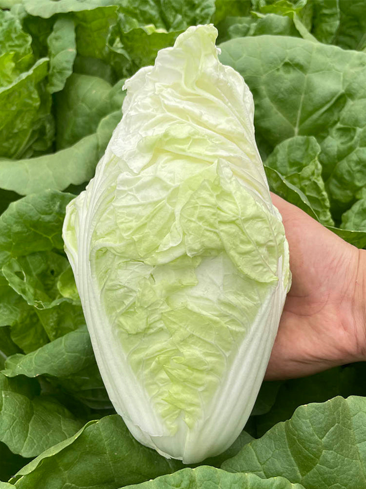 'Jiaoyan Guifei' Baby Cabbage