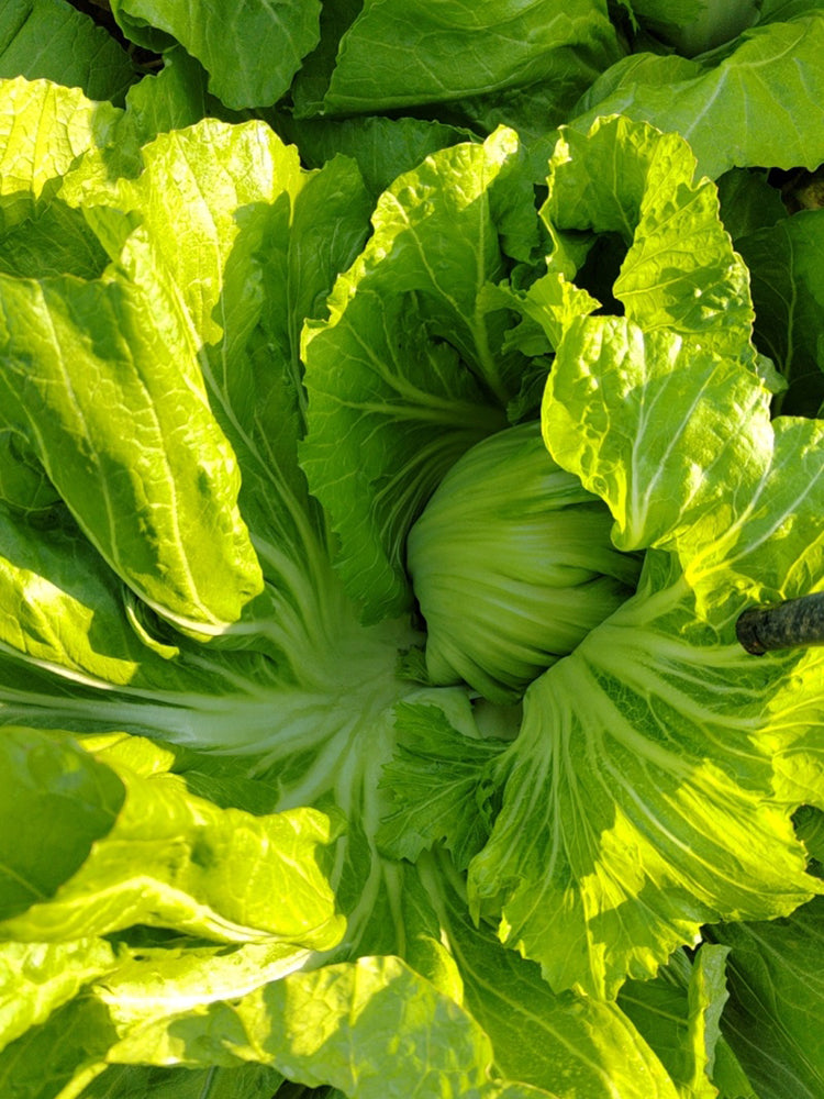 'Selected Dapingpu 818' Mustard Greens