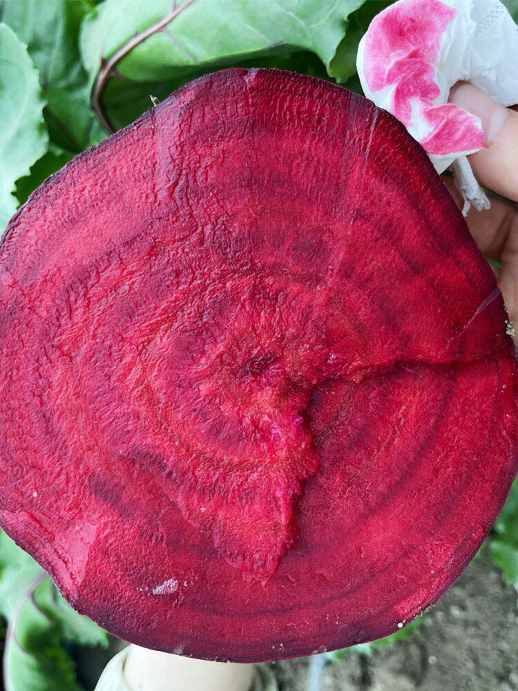 Dutch Red Beetroot