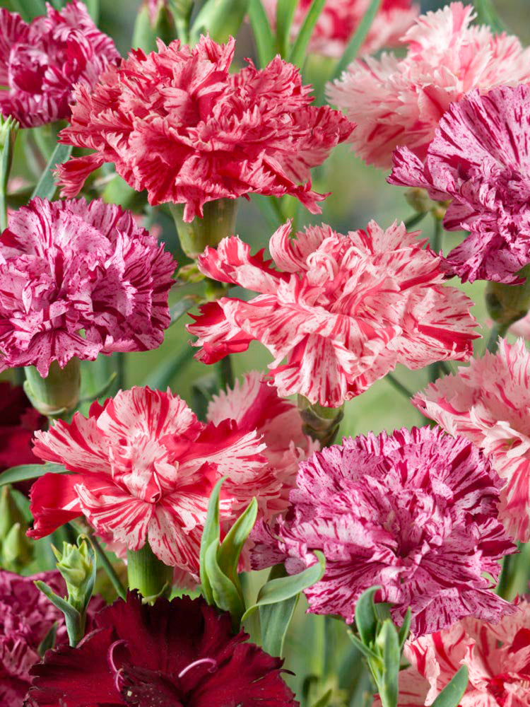 Frilly Mixed Carnation