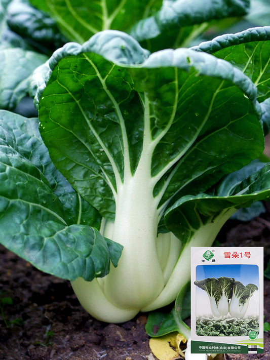 'Snowdrop No. 1' Milk Cabbage