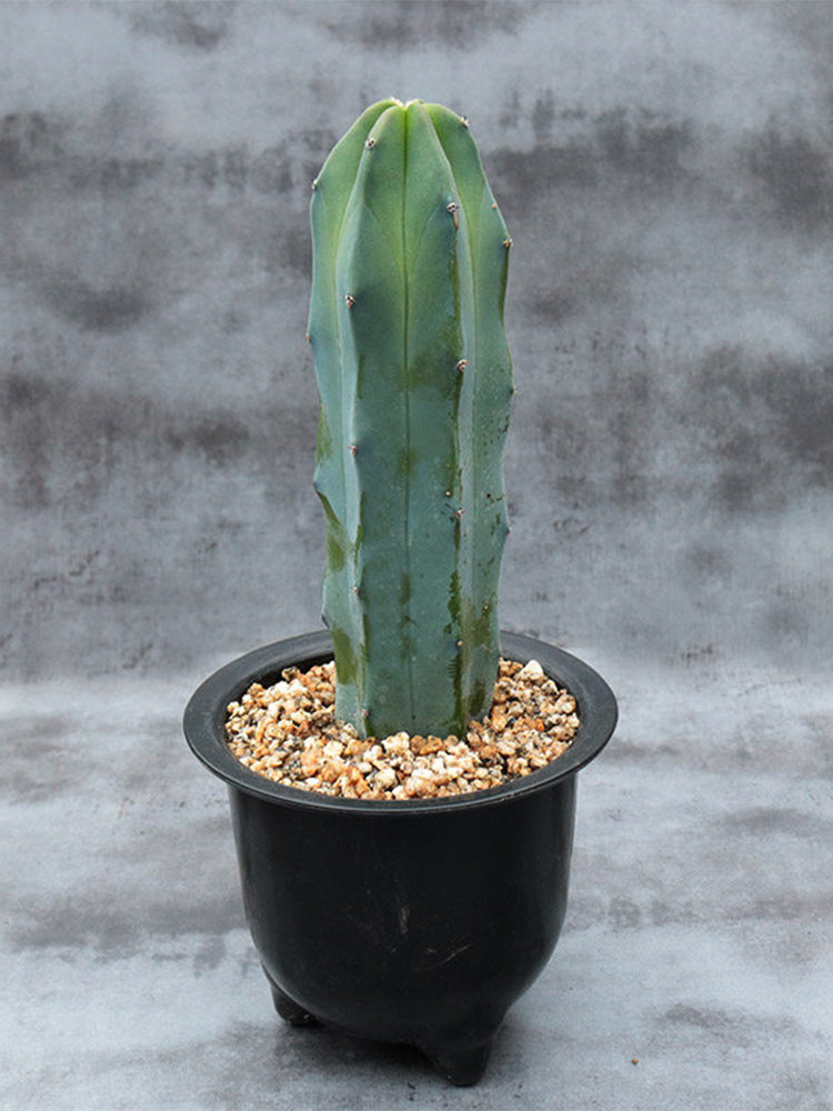 Myrtillocactus geometrizans