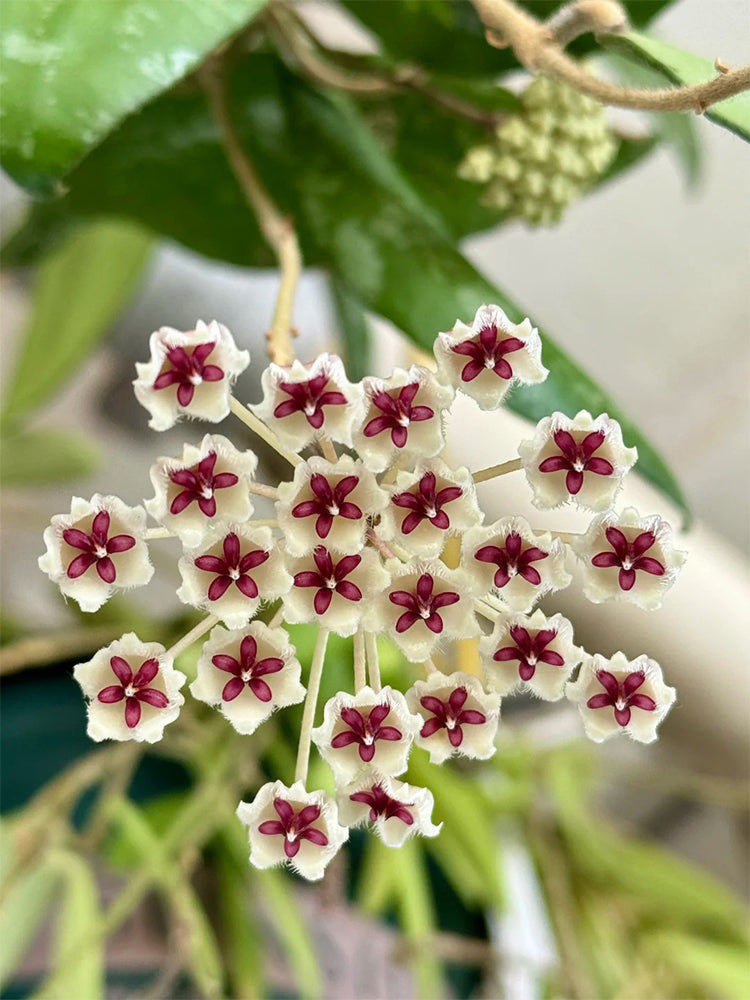 Phuwua Hoya Stem Cuttings