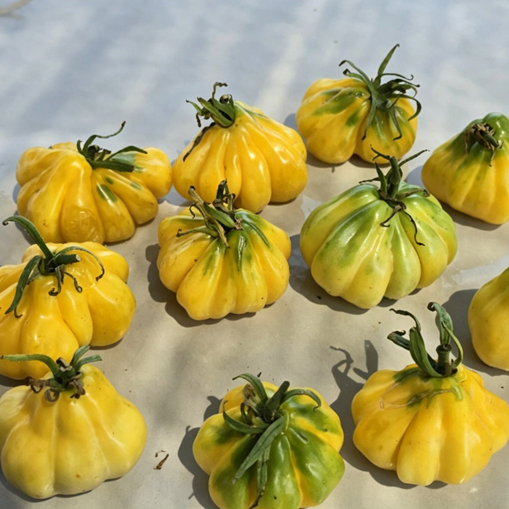 614 Tlacolula White Tomato