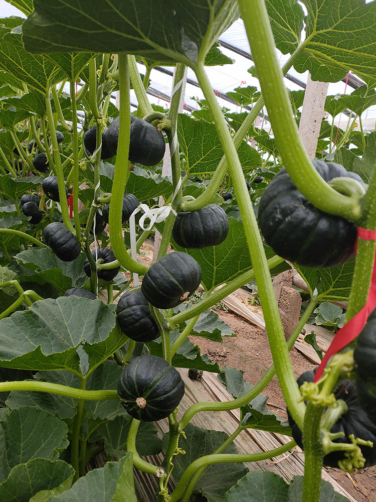 Moxiang BeiBei Pumpkin