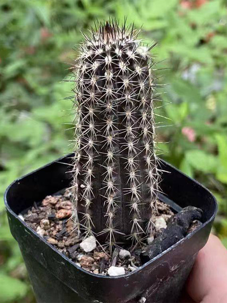 Setiechinopsis mirabilis
