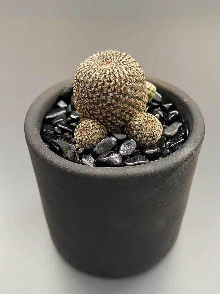 Rebutia heliosa