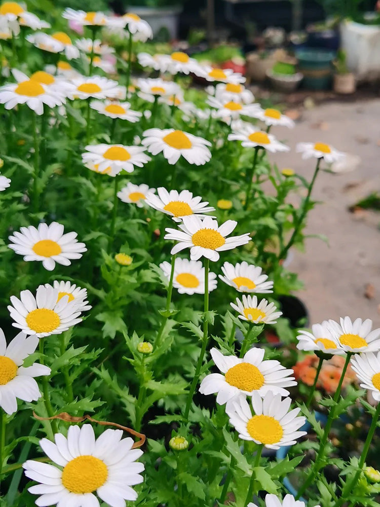 White Crystal Daisy