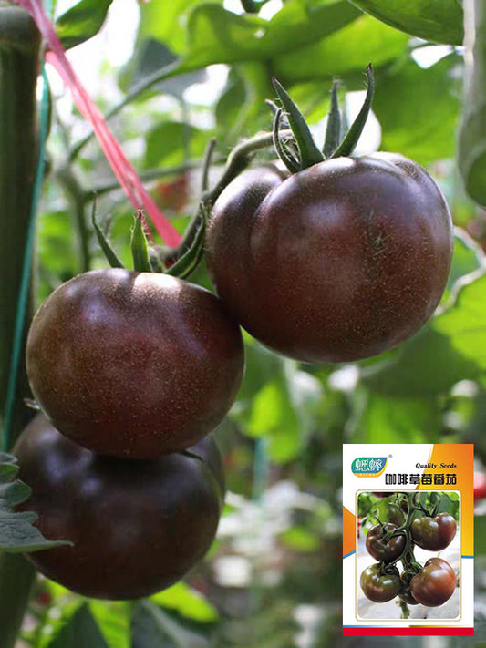 'Coffee Strawberry' Tomato
