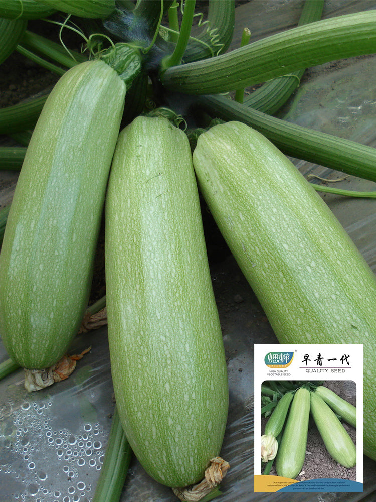 'Zaoqing No.1' Zucchini