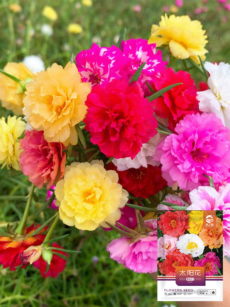 Hezhichun Mixed Double Portulaca