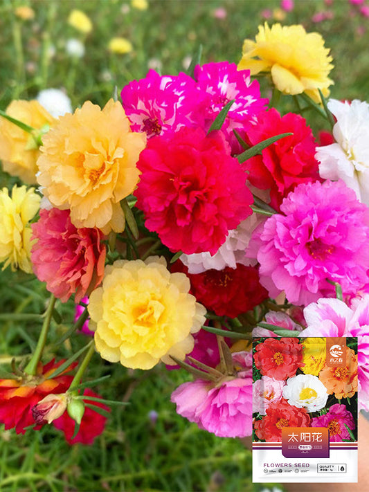 Hezhichun Mixed Double Portulaca