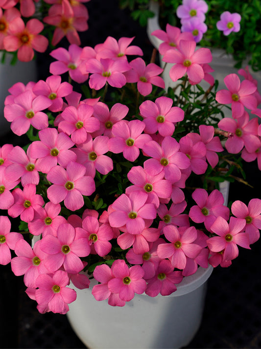 Oxalis obtusa Series Bulb - 'Rose Dimple'