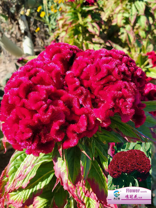 Hezhichun Red Cockscomb