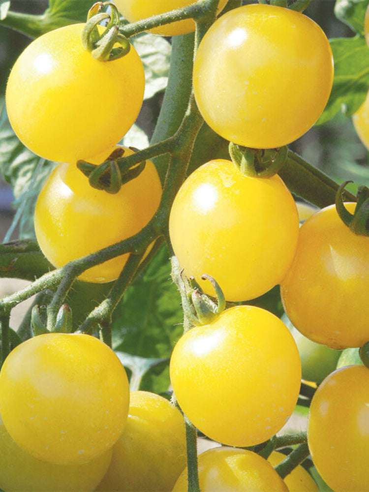 Italian Ice Cherry Tomato