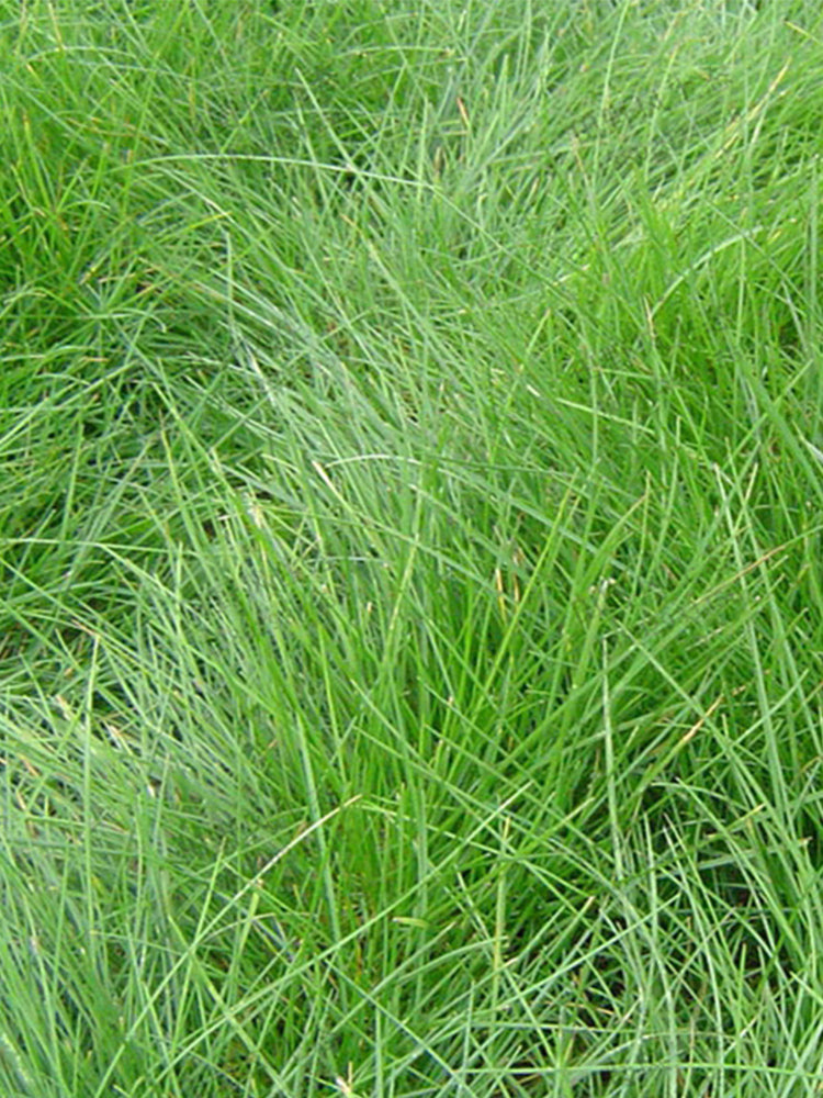Red Fescue