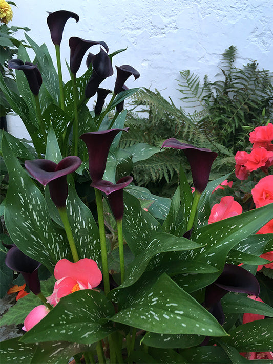 'Chief' Calla Lily