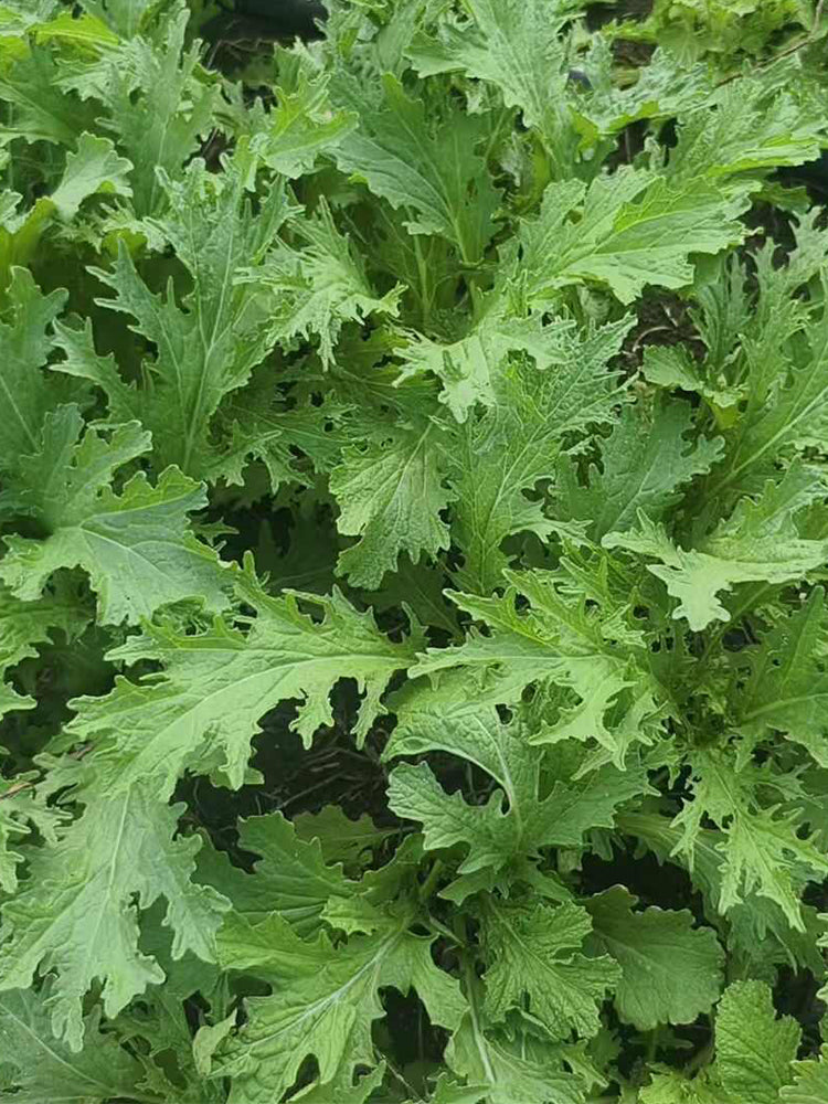 Hybrid Potherb Mustard