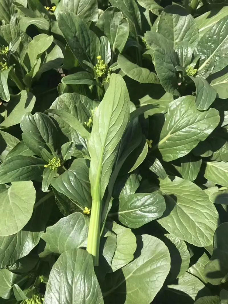 'Sijiu' No-Fiber Pointed-Leaf Choy Sum