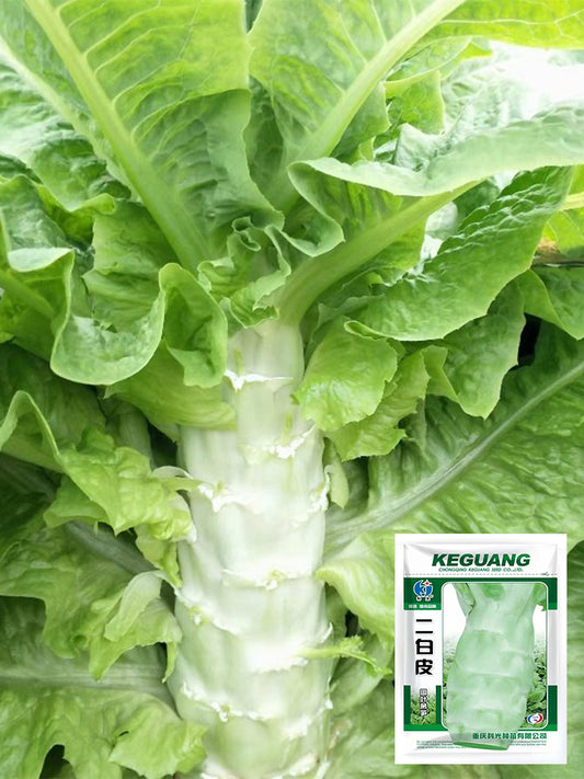 Erbai Pi Stems Lettuce