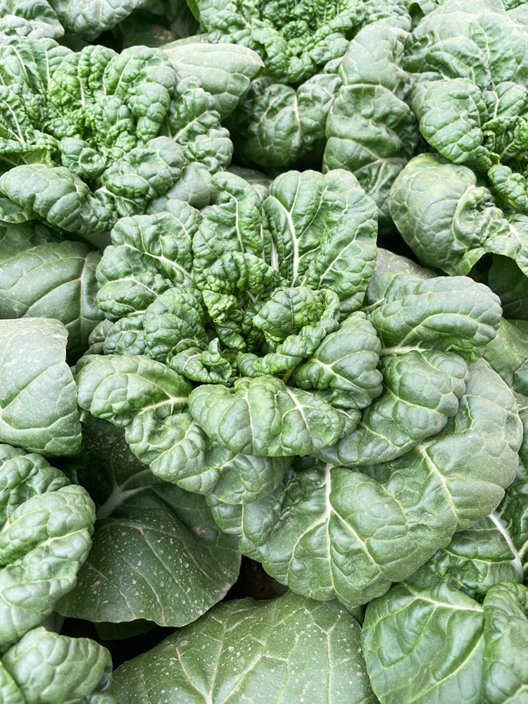 Fresh Sweet Bok Choy